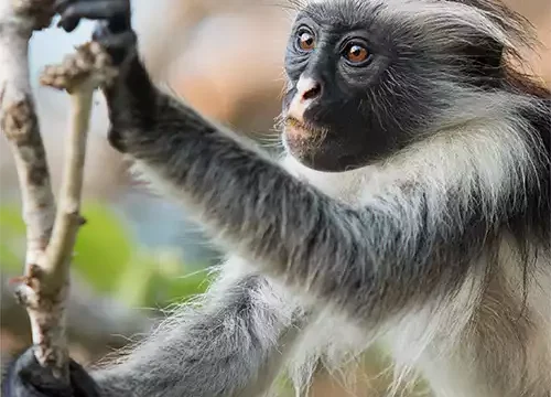 Zanzibar