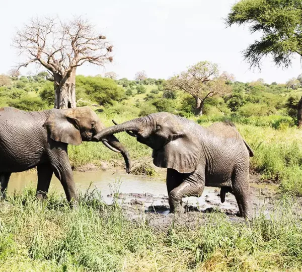 Tarangire