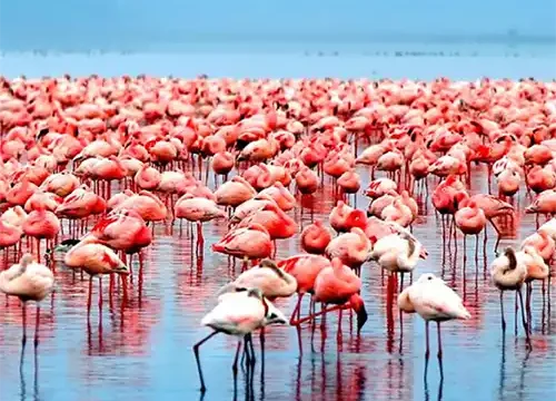 Manyara