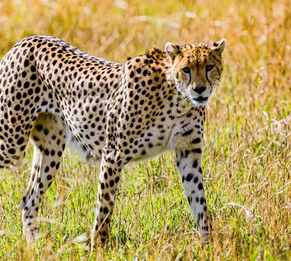 Ngorongoro