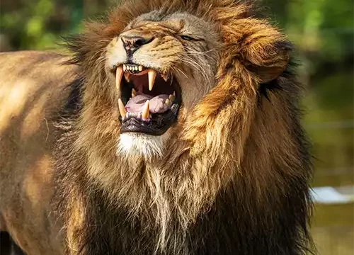 Tarangire