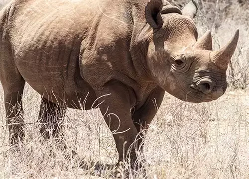 Ngorongoro