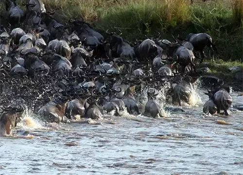 Serengeti 