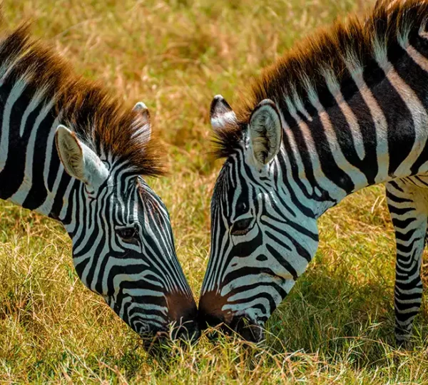 Serengeti