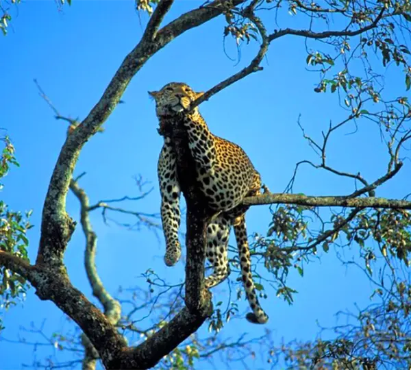 Ruaha