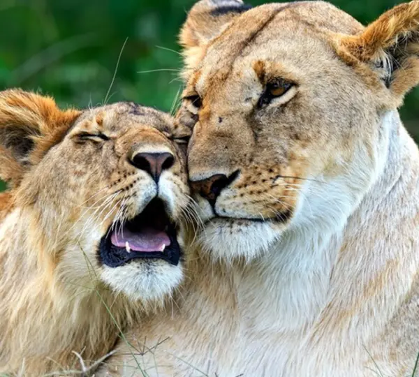 Manyara